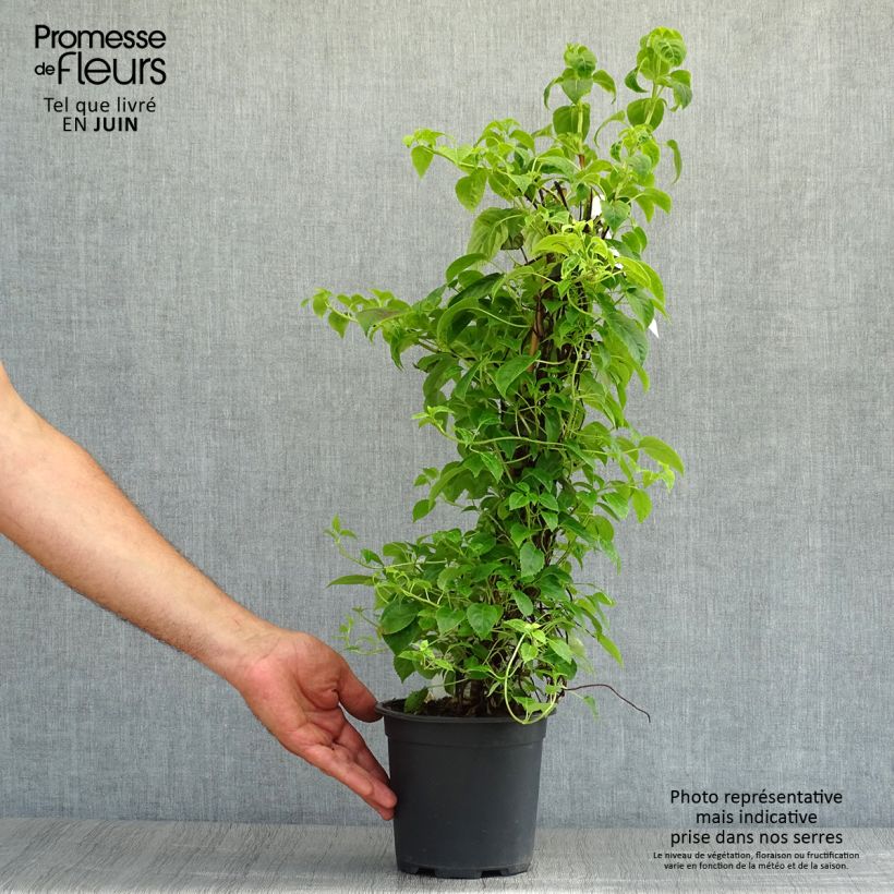 Exemplaar van Hydrangea anomala Crug Coral - Klimhortensia Pot van 2 l/3 l zoals geleverd in de zomer