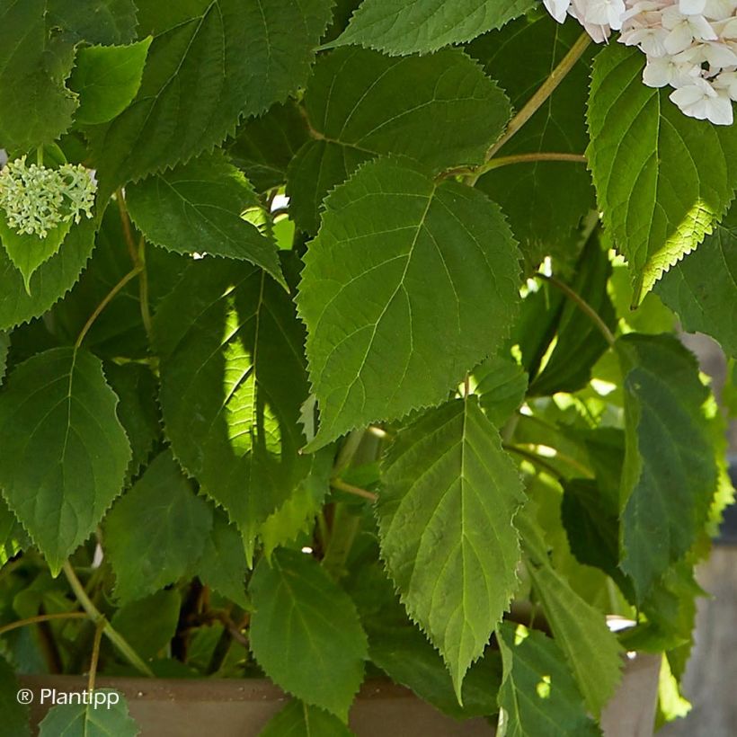 Hydrangea arborescens Candybelle Marshmallow - struikhortensia (Foliage)