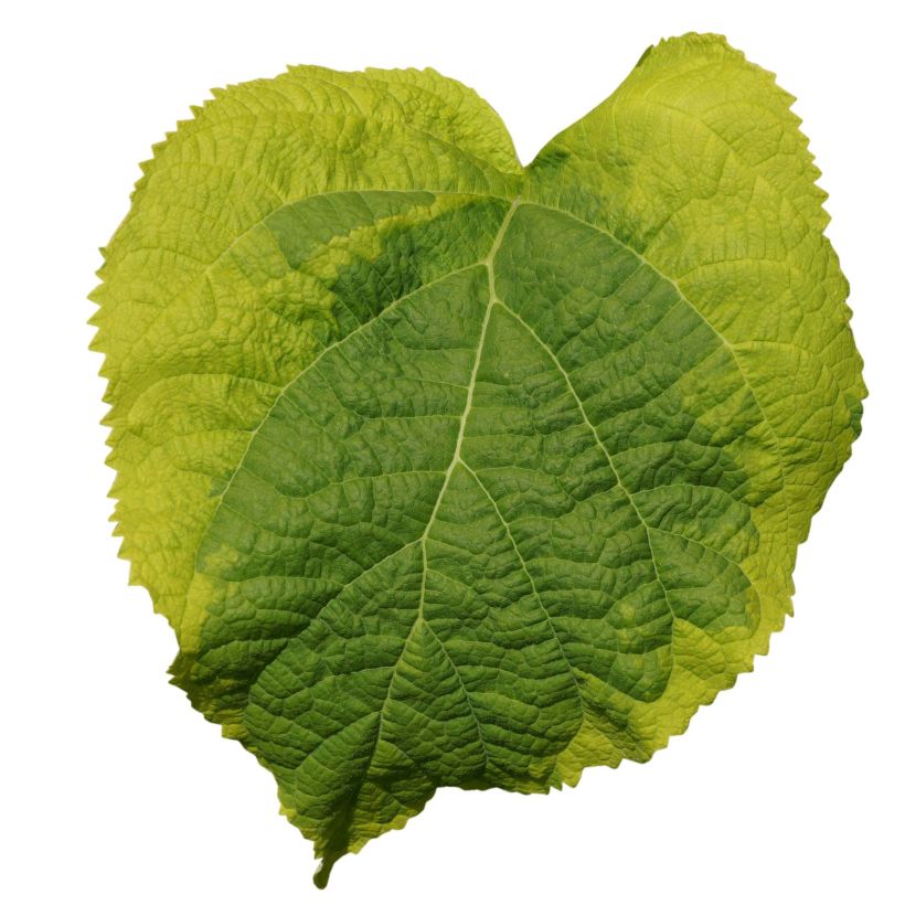 Hydrangea arborescens Golden Annabelle - struikhortensia (Foliage)