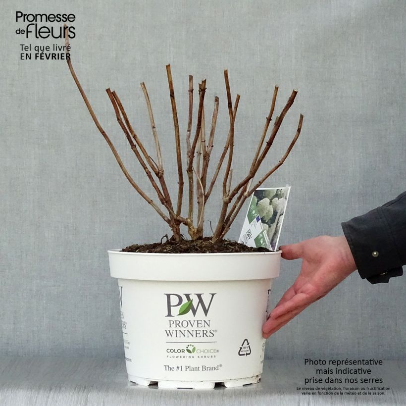 Example of Sneeuwballenhortensia Strong Annabelle Incrediball Pot van 7,5 l/10 l as you get in hiver