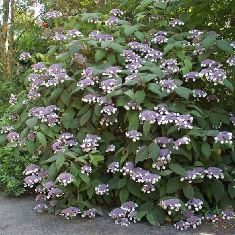 Hydrangea aspera Bellevue - Fluweelhortensia (Flowering)