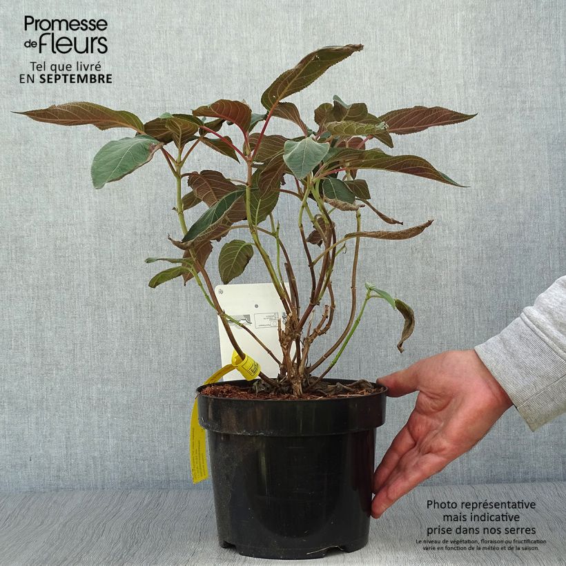 Exemplaar van Hydrangea aspera Hot Chocolate - Fluweelhortensia Pot van 3 l/4 l zoals geleverd in de herfst