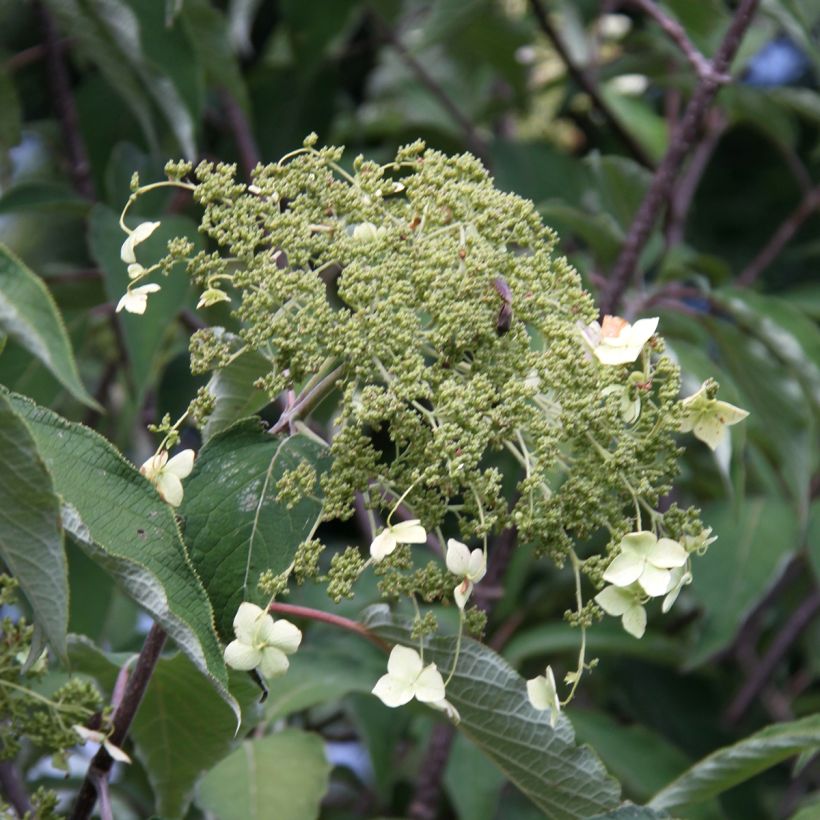 Hydrangea heteromalla Bretschneideri - Hortensia (Flowering)