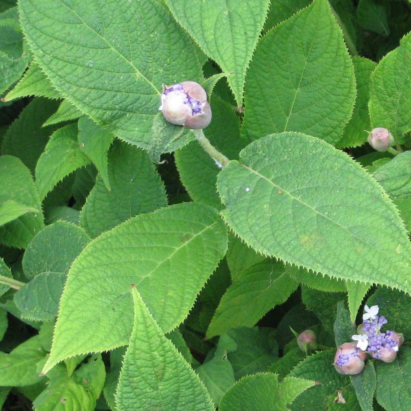 Hydrangea involucrata - Hortensia (Foliage)
