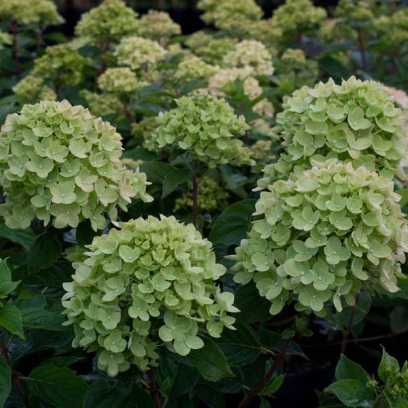 Hydrangea paniculata Little Lime - Dwergpluimhortensia (Flowering)