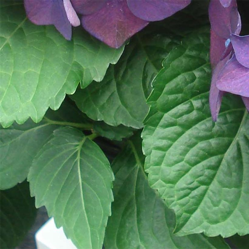 Hydrangea macrophylla Deep Purple Dance - Bolhortensia (Foliage)