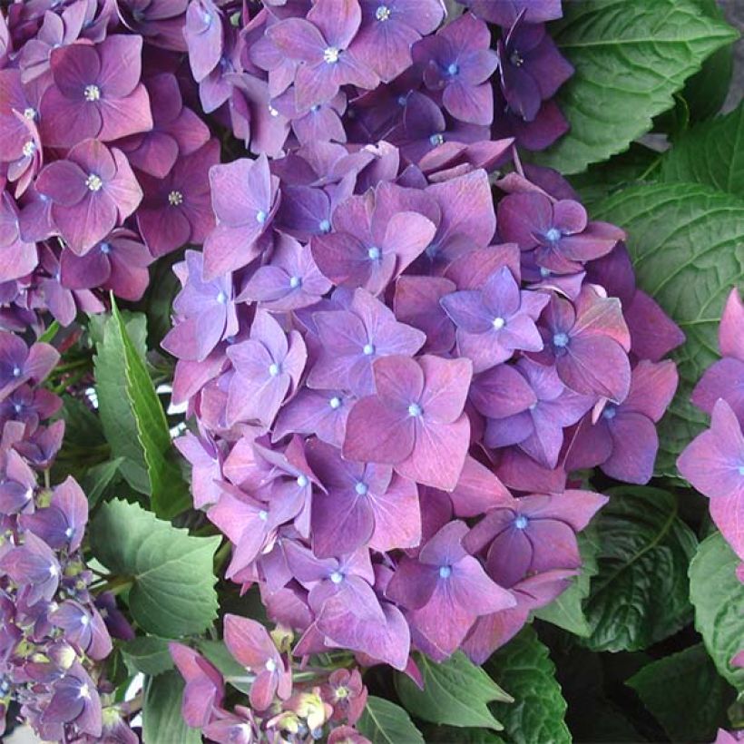 Hydrangea macrophylla Deep Purple Dance - Bolhortensia (Flowering)