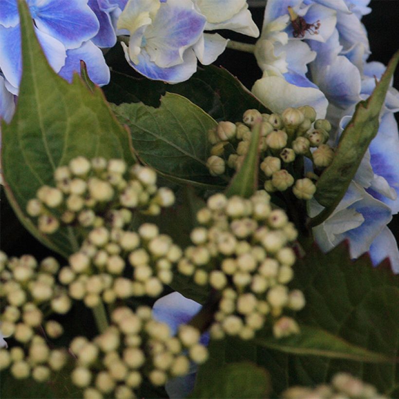 Hydrangea macrophylla Lady Fujiyo - Boerenhortensia (Foliage)