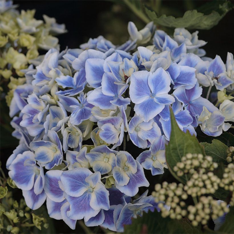 Hydrangea macrophylla Lady Fujiyo - Boerenhortensia (Flowering)
