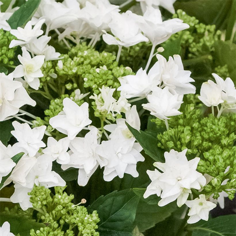 Hydrangea macrophylla Shooting Star - Schermhortensia (Bloei)