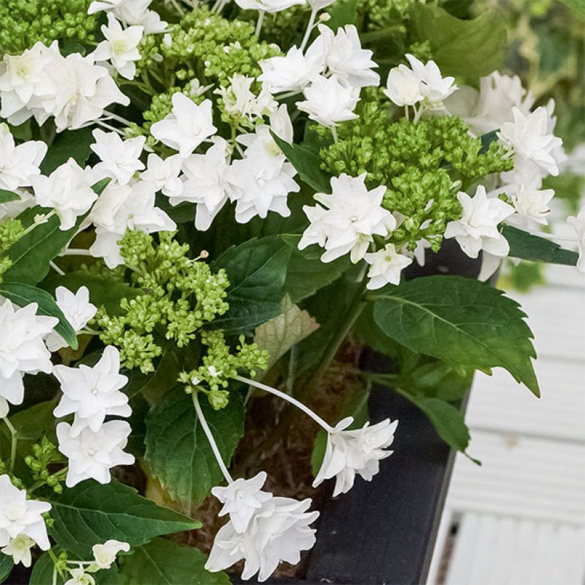 Hydrangea macrophylla Shooting Star - Schermhortensia (Groeiplaats)