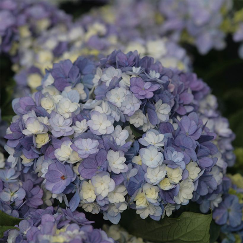 Hydrangea macrophylla Tea Time Together - Bolhortensia (Bloei)