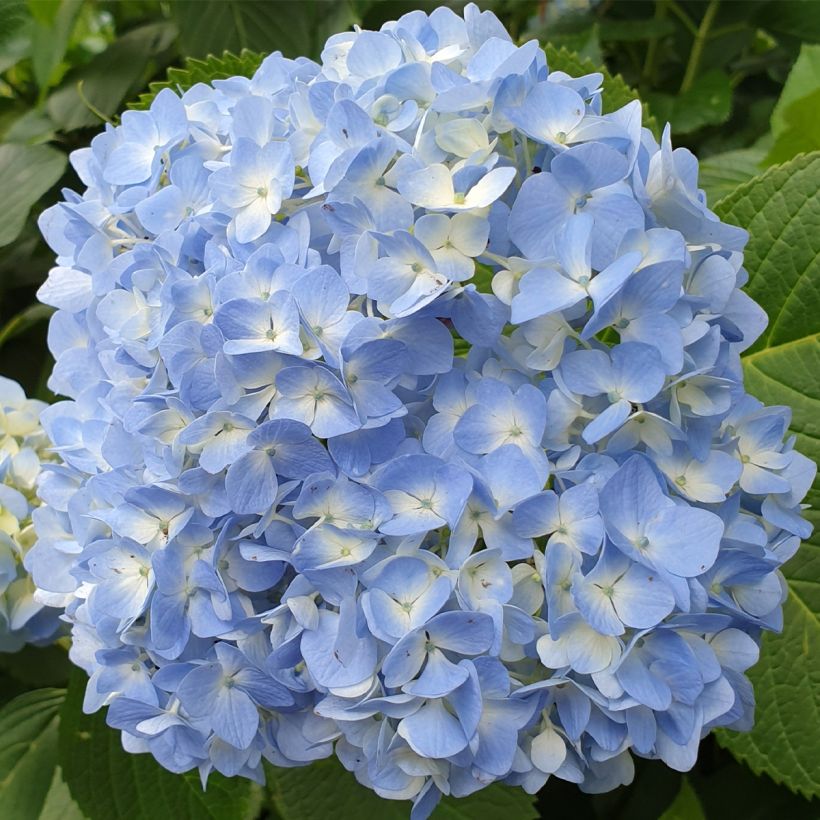 Hydrangea macrophylla Ankong - Bolhortensia (Flowering)