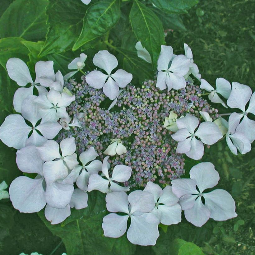 Hydrangea macrophylla Beauté Vendômoise - Schermhortensia (Flowering)