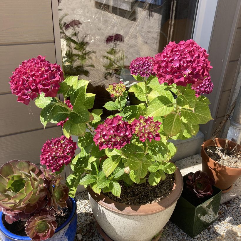 Hydrangea macrophylla Beautensia Dali - Bolhortensia (Plant habit)
