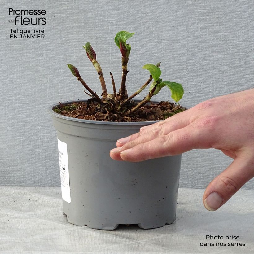 Example of Hortensia - Hydrangea macrophylla Bela Pot van 2 l/3 l as you get in hiver