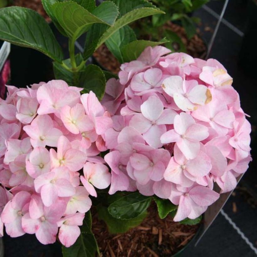 Boerenhortensia Belle Séduction Bodalan BIO (Flowering)