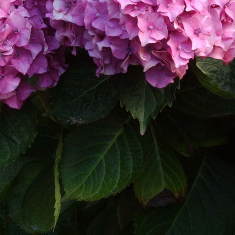 Hydrangea macrophylla Benelux - Bolhortensia roze (Foliage)