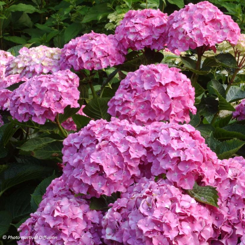 Hydrangea macrophylla Benelux - Bolhortensia roze (Flowering)