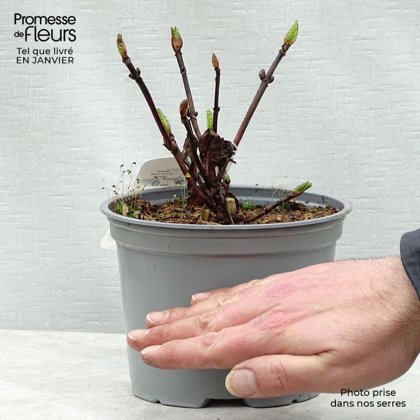 Exemplaar van Hydrangea macrophylla Black Steel Zebra - Bolhortensia Pot van 2 l/3 l zoals geleverd in de winter