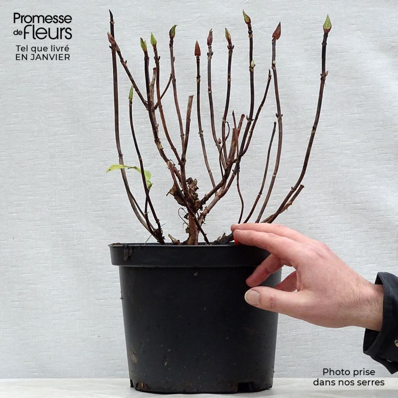 Exemplaar van Hydrangea macrophylla Black Steel Zebra - Bolhortensia Pot van 4 l/5 l zoals geleverd in de winter