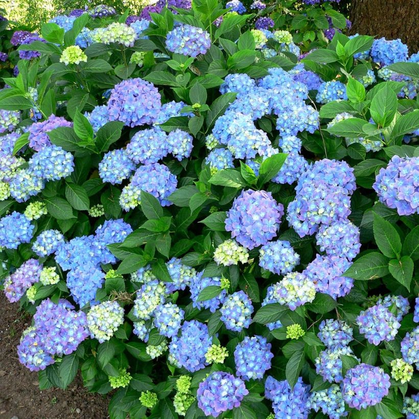 Hydrangea macrophylla Blauer Prinz - Boerenhortensia (Plant habit)