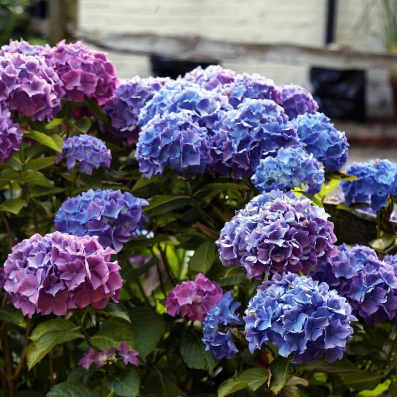 Hydrangea macrophylla Blauer Zwerg - Bolhortensia (Flowering)