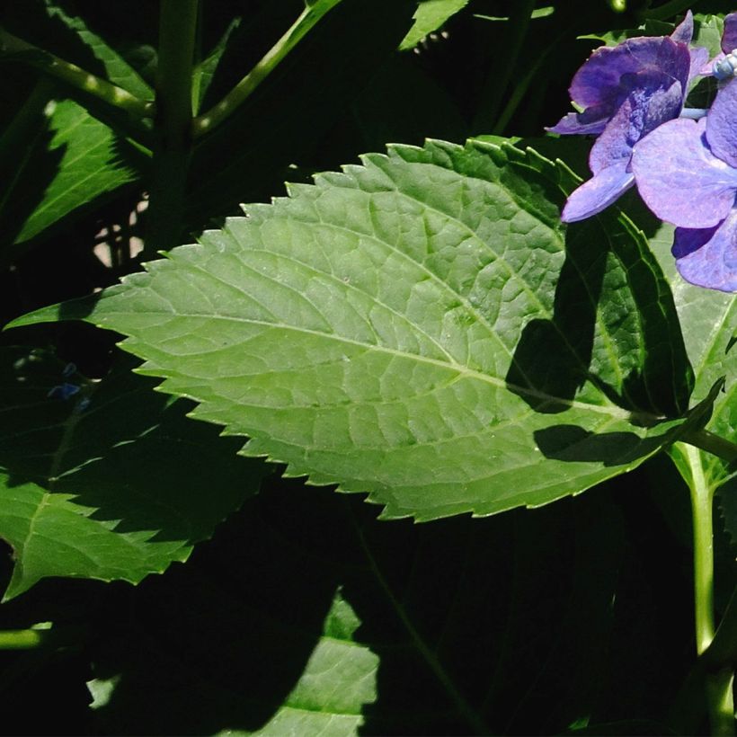 Hydrangea macrophylla Blue Sky - Schermhortensia (Foliage)