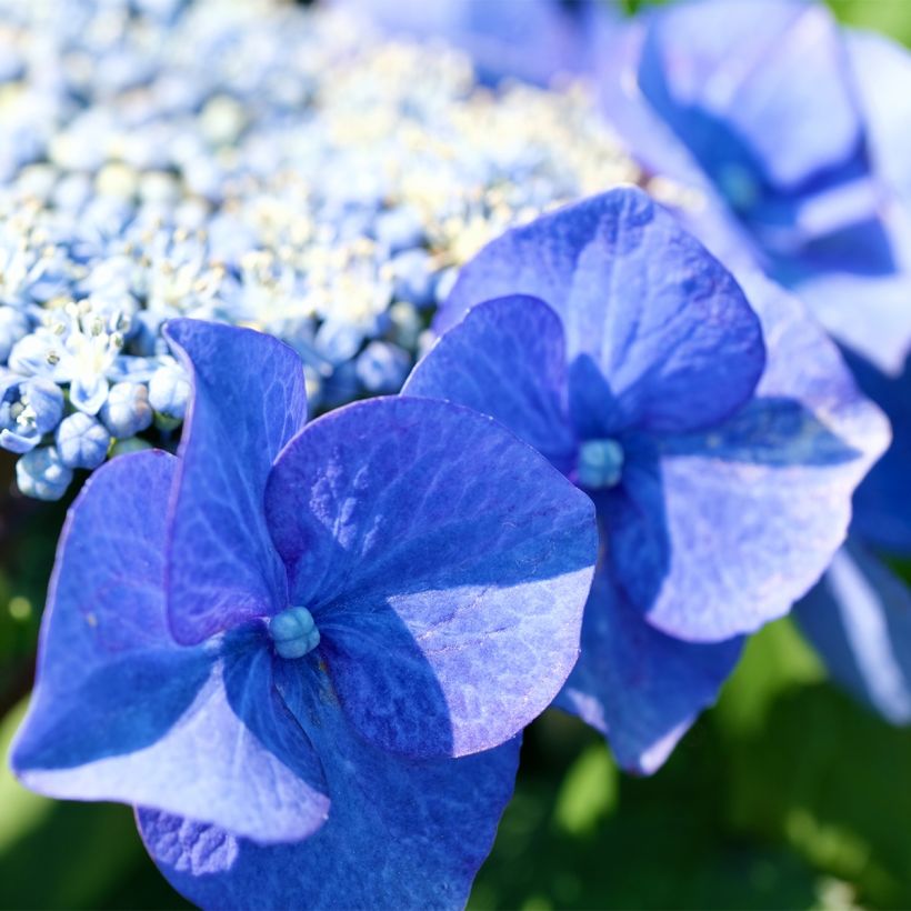 Hydrangea macrophylla Blue Sky - Schermhortensia (Flowering)
