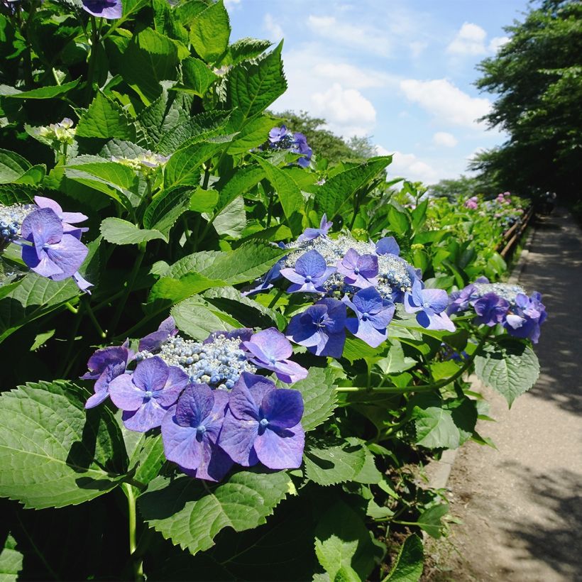 Hydrangea macrophylla Blue Sky - Schermhortensia (Plant habit)