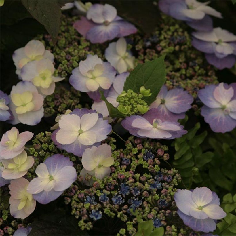 Hydrangea macrophylla Blueberry Cheesecake - Schermhortensia (Flowering)