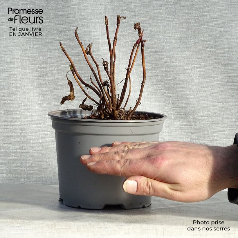 Example of Hortensia - Hydrangea macrophylla Blueberry Cheesecake Pot van 2 l/3 l as you get in hiver