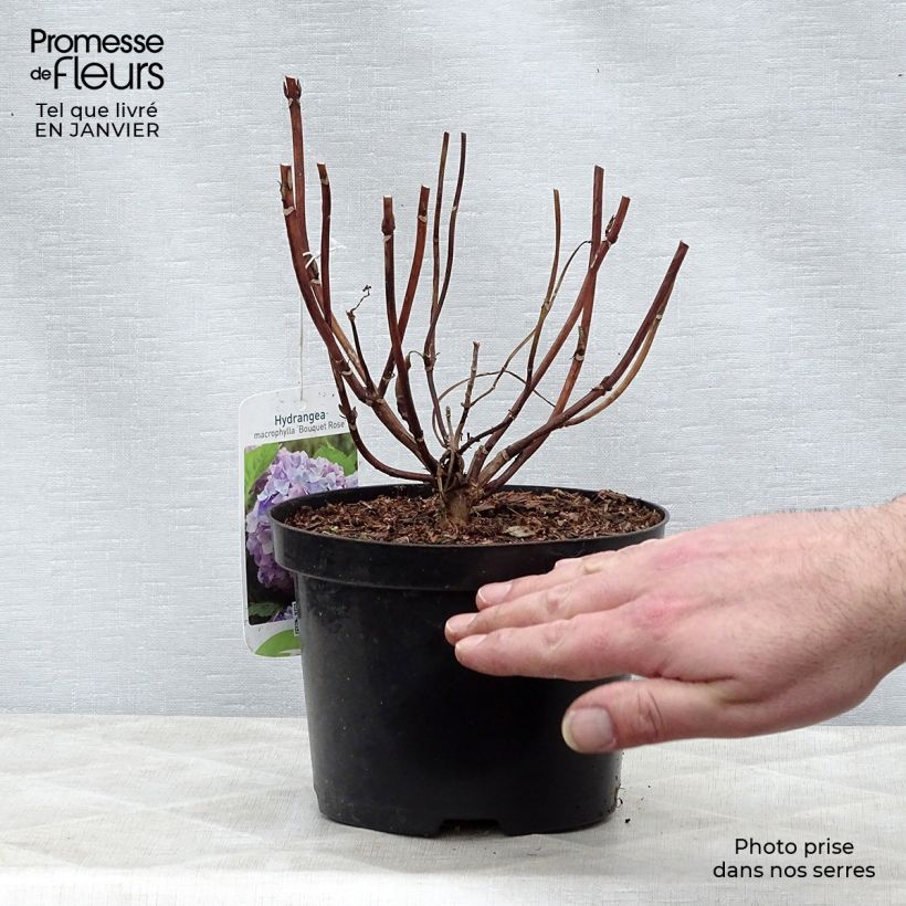 Example of Hortensia - Hydrangea macrophylla Bouquet Rose Pot van 2 l/3 l as you get in hiver