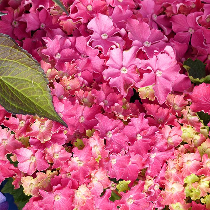 Hydrangea macrophylla Curly Sparkle Red - Bolhortensia (Flowering)