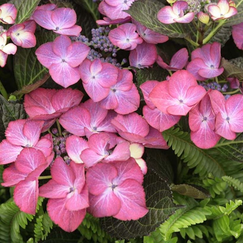 Hydrangea macrophylla Dark Angel Purple Black Diamonds - Bolhortensia (Flowering)