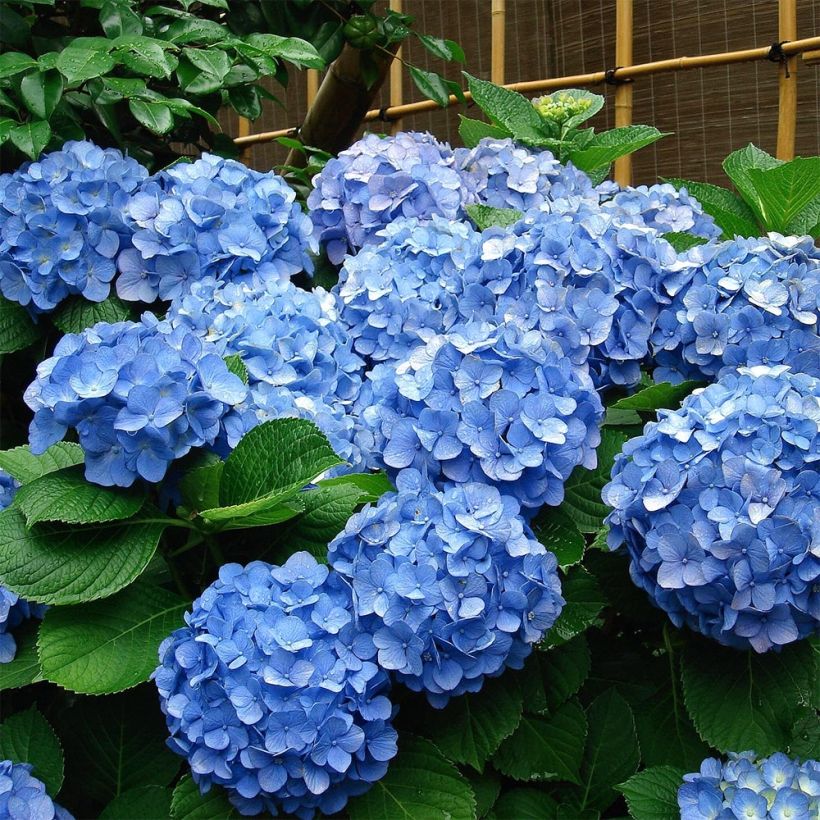 Hydrangea macrophylla Deutschland - Bolhortensia (Plant habit)