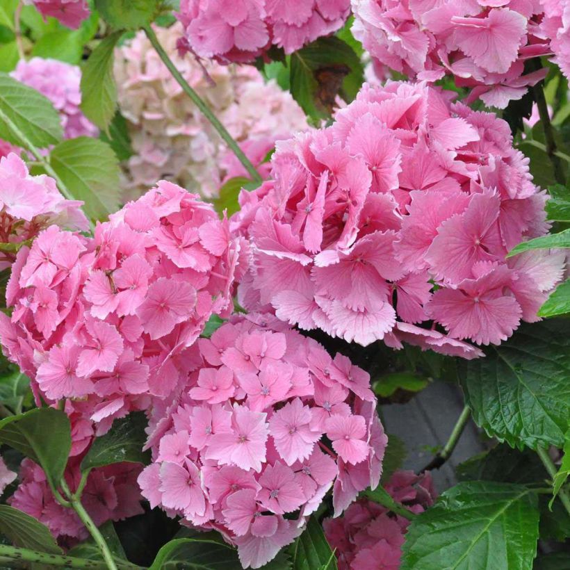 Hydrangea macrophylla Dolce Farfalle - Bolhortensia (Flowering)
