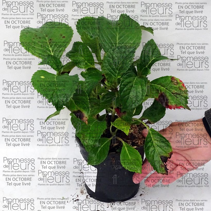 Voorbeeld van een exemplaar van Hydrangea macrophylla Dolce Fragola - Bolhortensia Pot van 4 l/5 l zoals geleverd