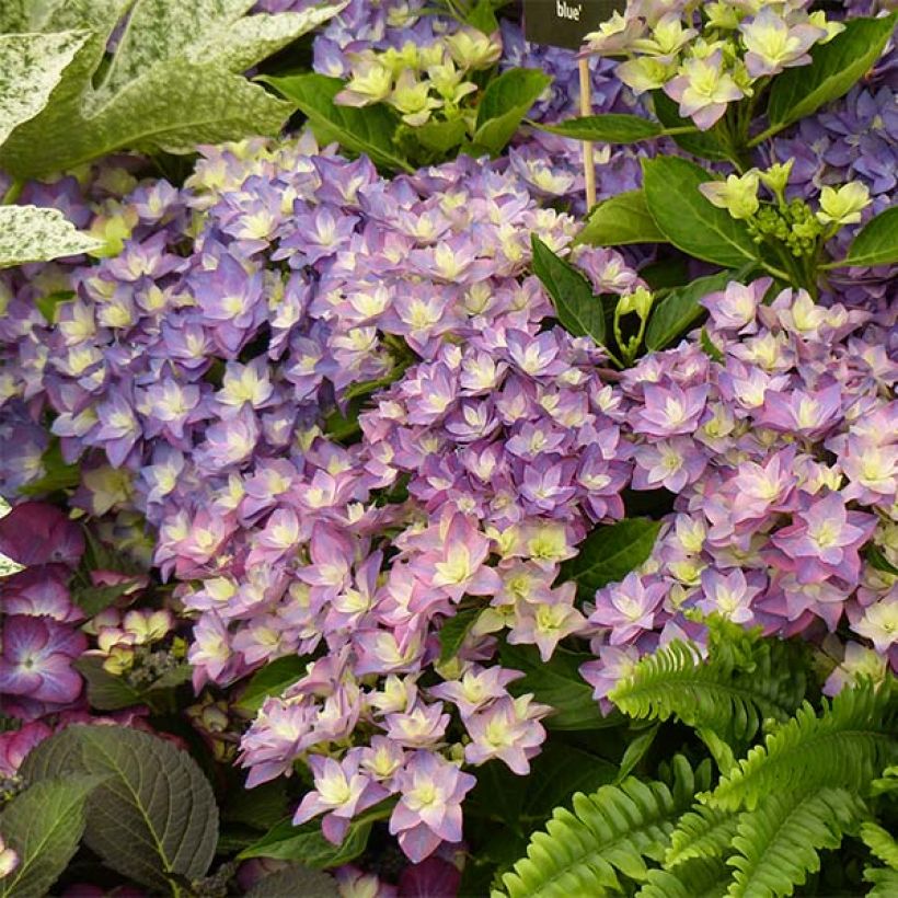 Hydrangea macrophylla Double Dutch Blue - Boerenhortensia (Flowering)
