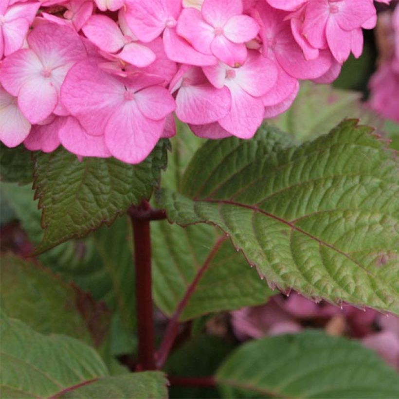 Hydrangea macrophylla Endless Summer Bloomstar - Bolhortensia (Foliage)