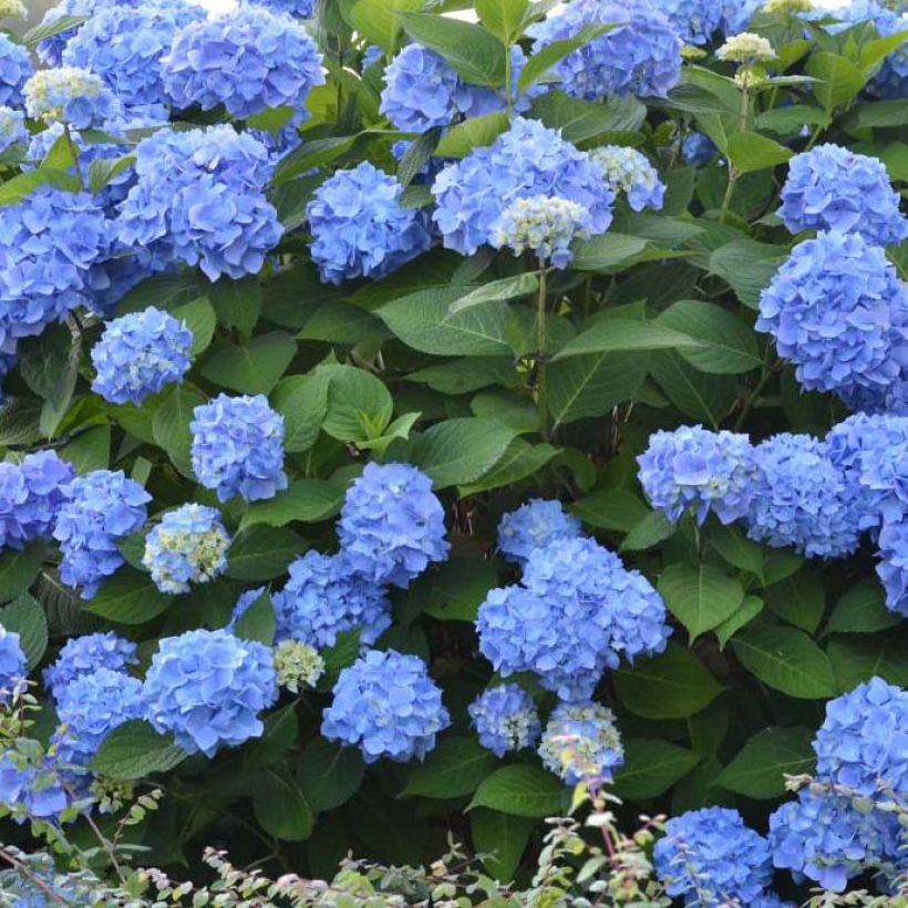 Hydrangea macrophylla Endless Summer The Original Blue - Bolhortensia (Flowering)