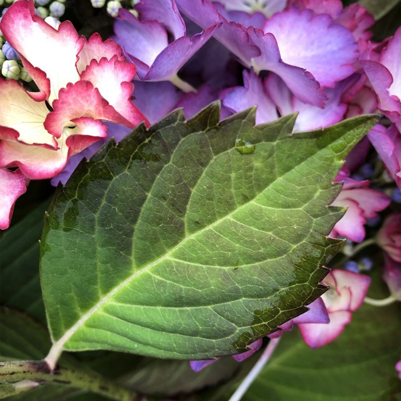 Hydrangea macrophylla Rendez-Vous French Cancan - Schermhortensia (Foliage)