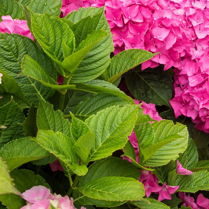 Hydrangea macrophylla Freudenstein - Bolhortensia (Foliage)