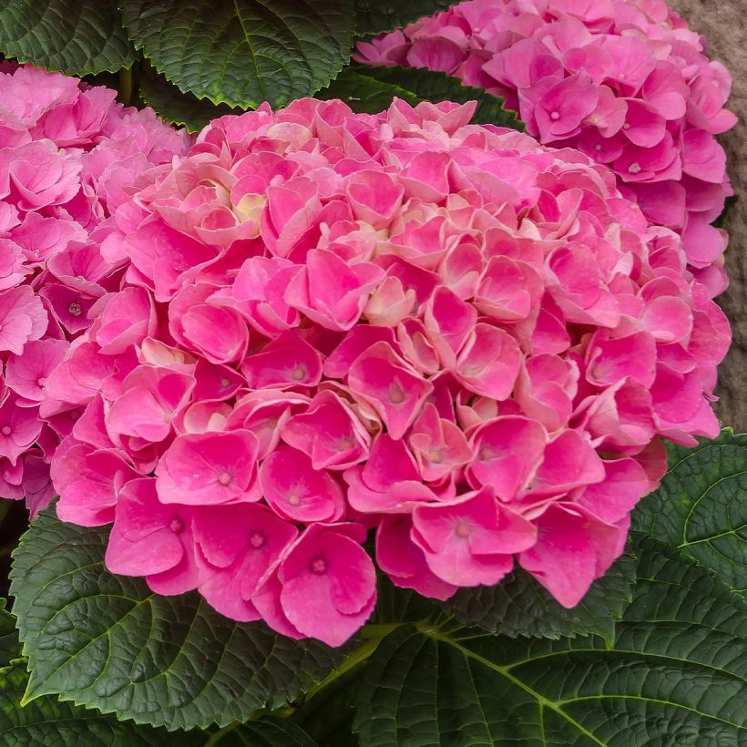 Hydrangea macrophylla Freudenstein - Bolhortensia (Flowering)
