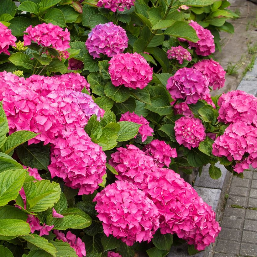 Hydrangea macrophylla Freudenstein - Bolhortensia (Plant habit)