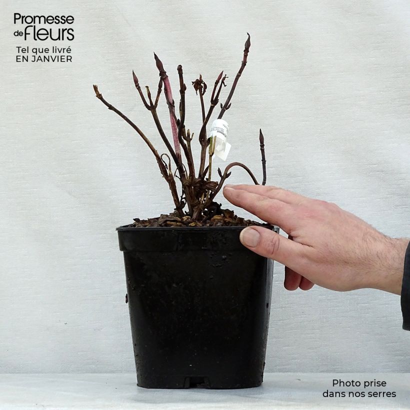 Example of Hortensia - Hydrangea macrophylla Generale Vicomtesse de Vibraye Pot van 2 l/3 l as you get in hiver