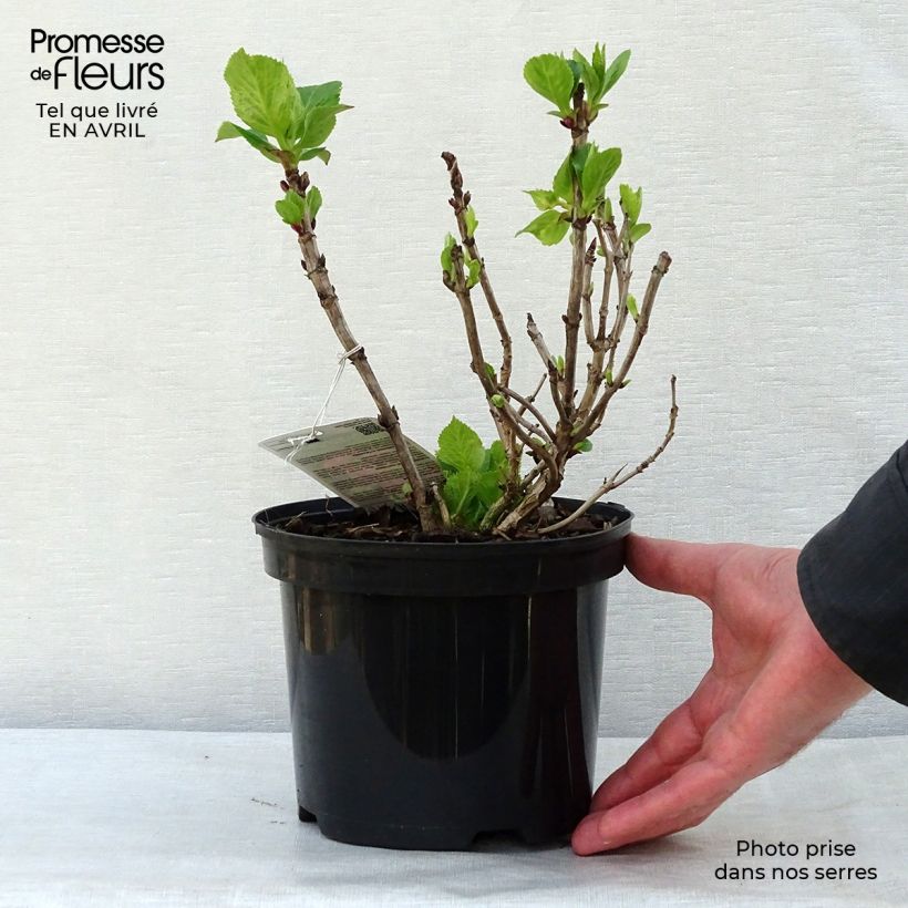 Exemplaar van Hydrangea macrophylla Gertrud Glahn - Bolhortensia Pot van 2 l/3 l zoals geleverd in de lente