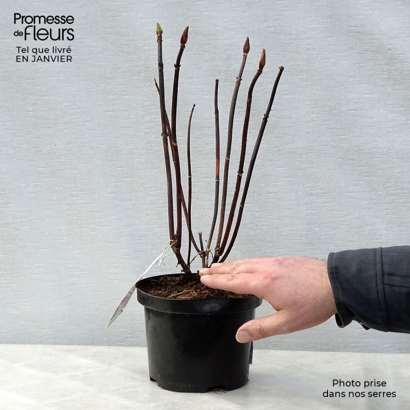 Example of Hortensia - Hydrangea macrophylla Hambourg Pot van 2 l/3 l as you get in hiver