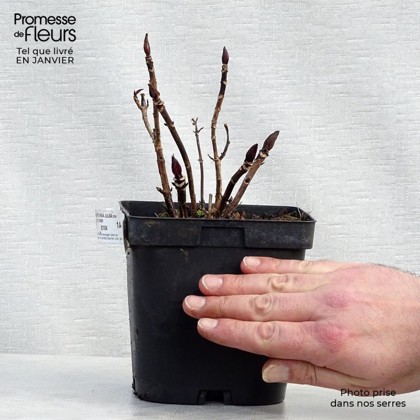 Example of Hortensia - Hydrangea macrophylla Julisa  Pot van 1,5 l/2 l as you get in hiver