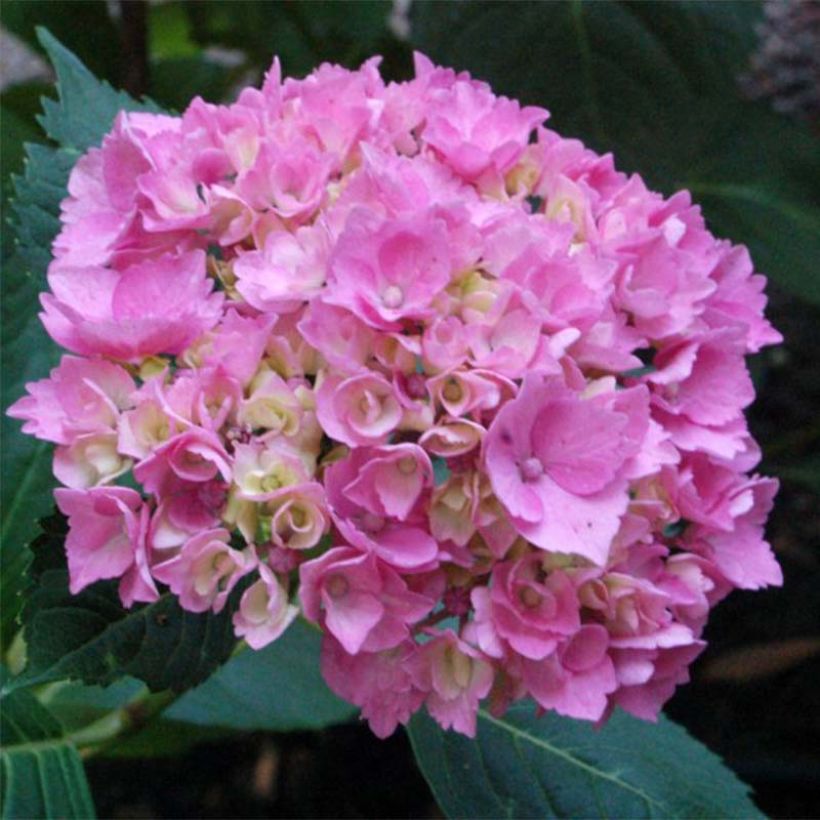 Hydrangea macrophylla La Marne - Bolhortensia (Flowering)